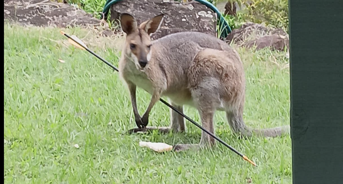 Urgent Calls To Help Injured Wallaby In Tallai