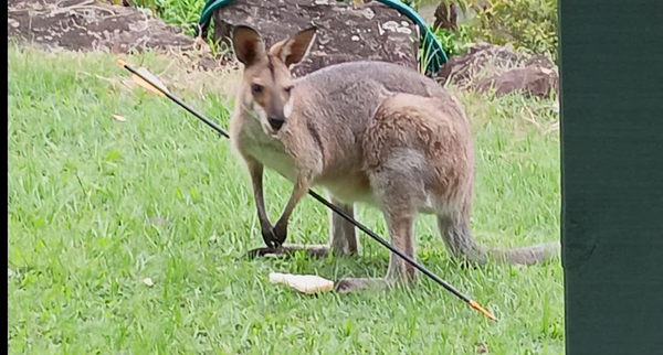 Urgent Calls To Help Injured Wallaby In Tallai